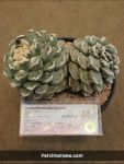 Ariocarpus - 3rd Prize